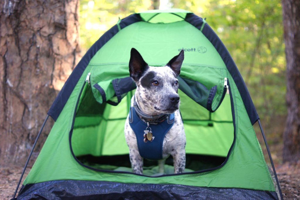Dog Camping Gear
