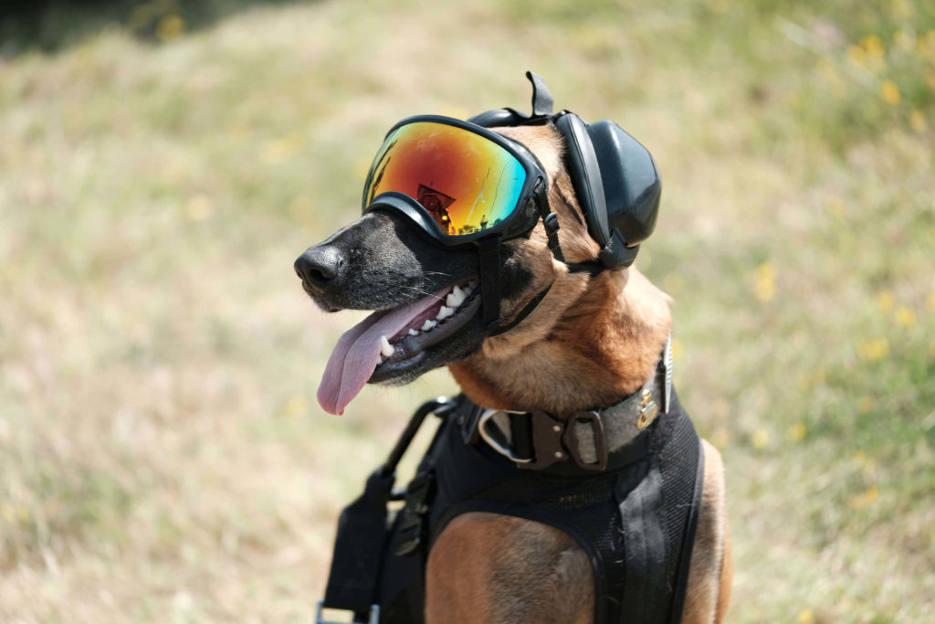Dog Camping Gear