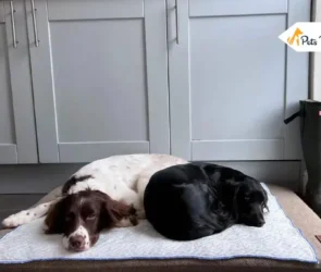 Dog Cooling Mats