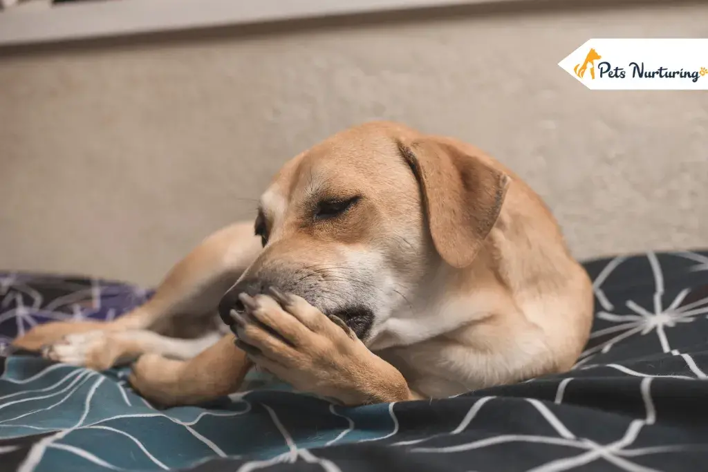 Dog Licking Paw