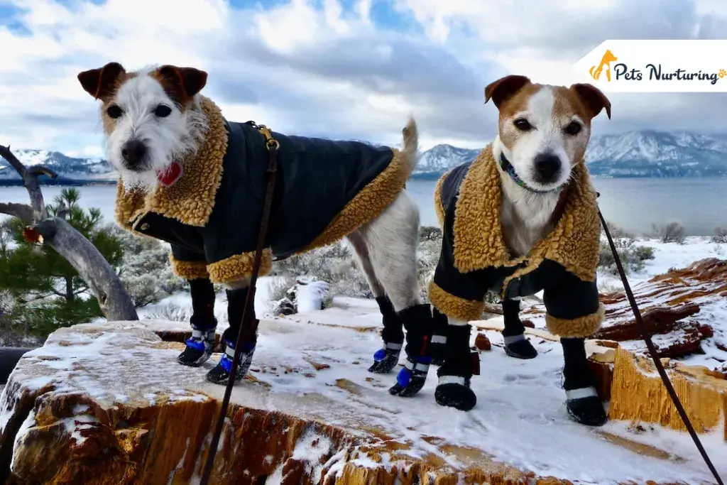 Dogs Camping Gear