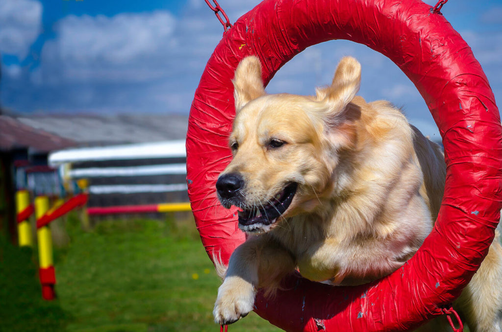 Essentials For Dog Training