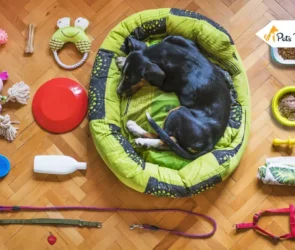 Essentials For Dog Trainings