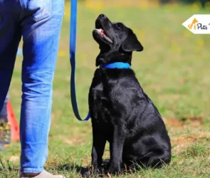 How to Train Your Dog to Sits