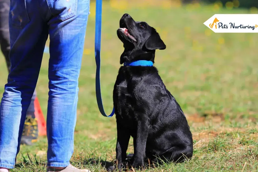 How to Train Your Dog to Sits