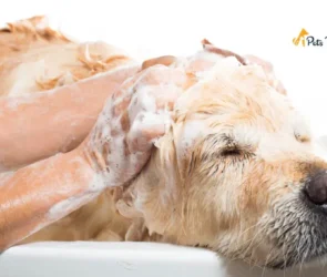 Human Shampoo on Dog