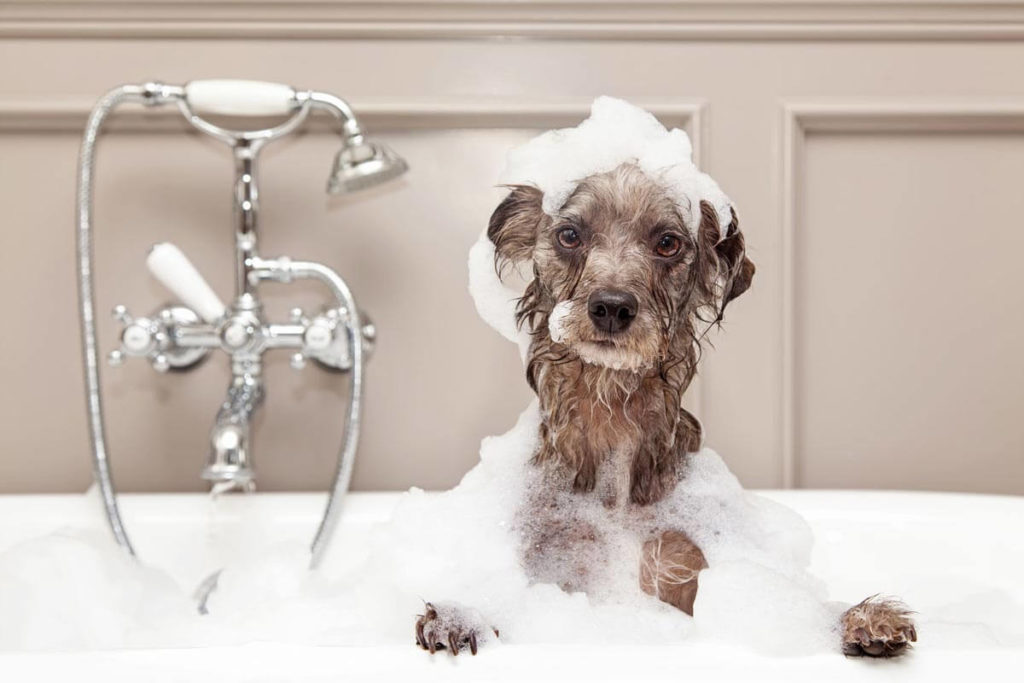 Human Shampoo on Dogs