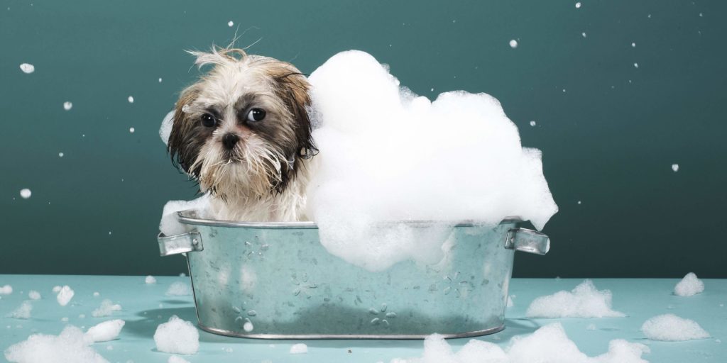 Human Shampoo on Dogs