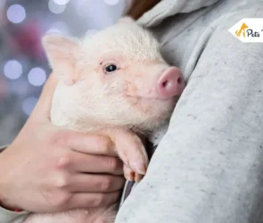 Mini pet Pigs