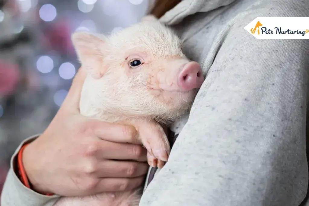 Mini pet Pigs
