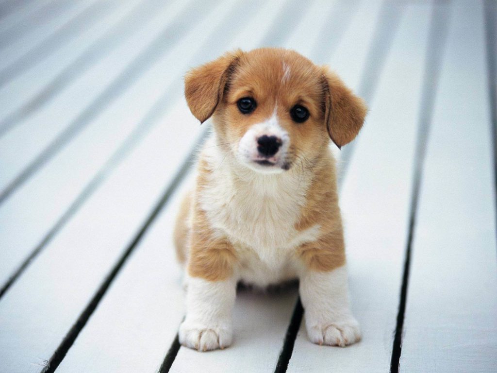 Dog\'s Expression And Puppy Eyes: Know Everything About Them