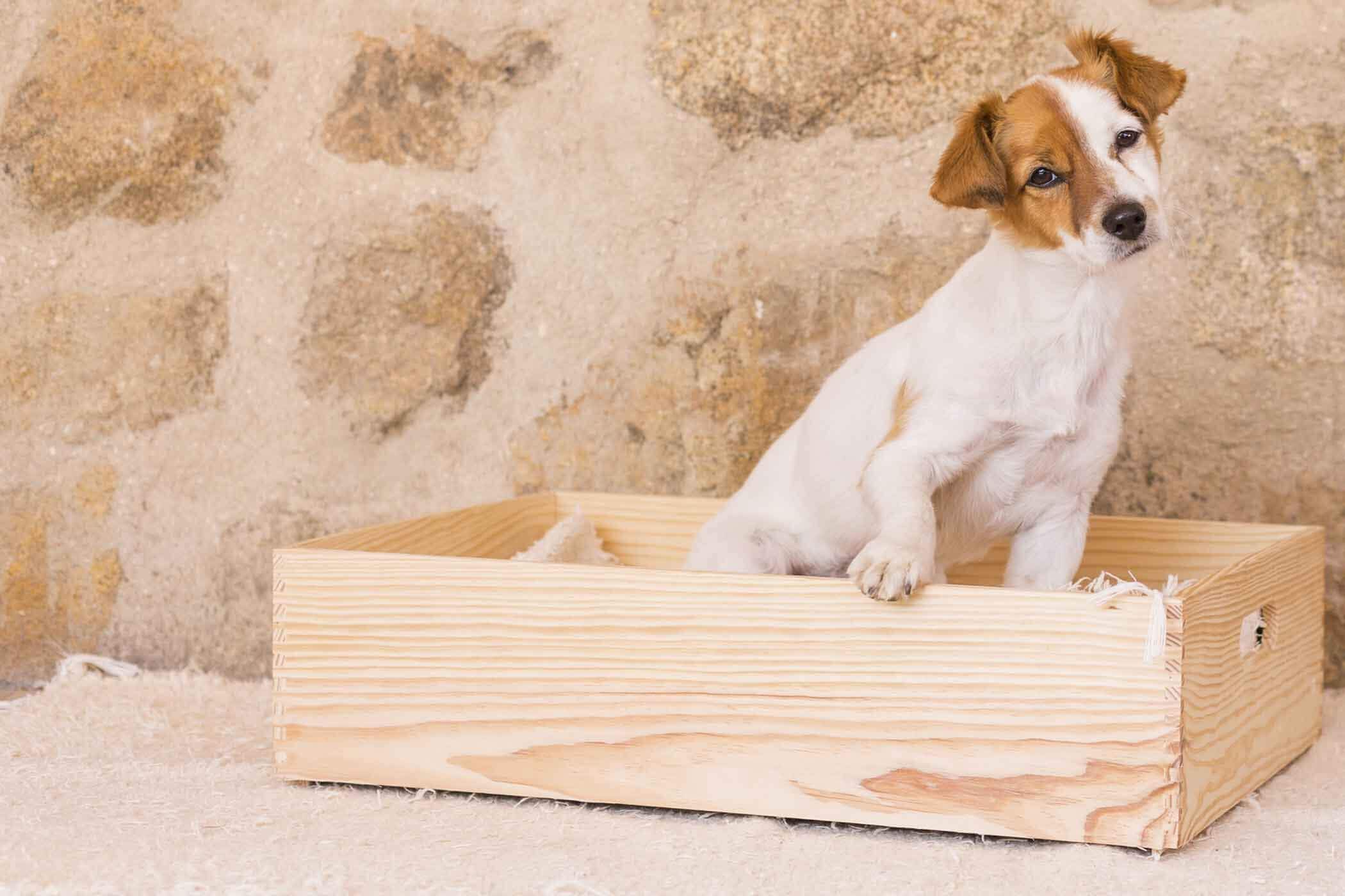 Common Mistakes for train dog to litter box