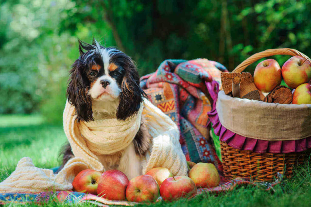 What Fruits can Dogs Eat
