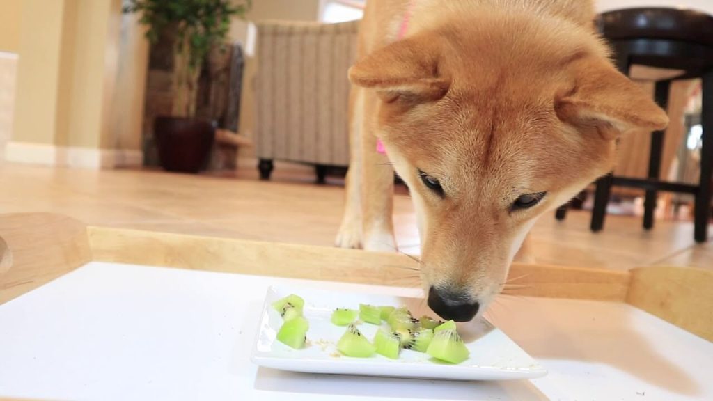 What Fruits can Dogs Eat