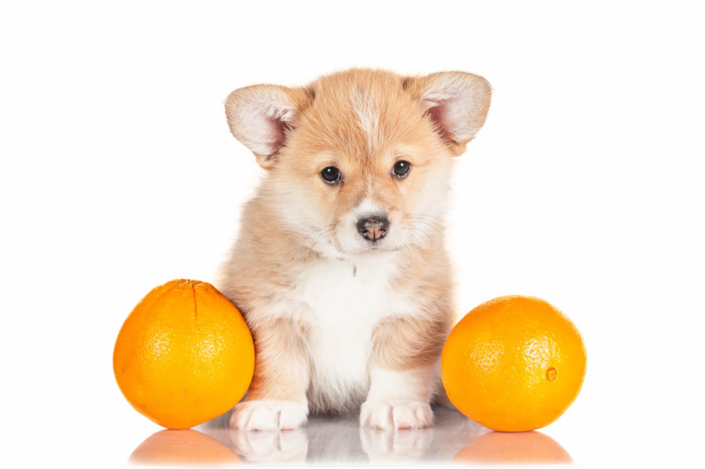 What Fruits can Dogs Eat