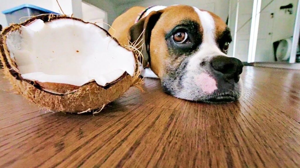 What Fruits can Dogs Eat