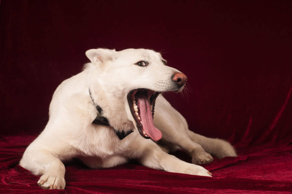 Dog Yawning