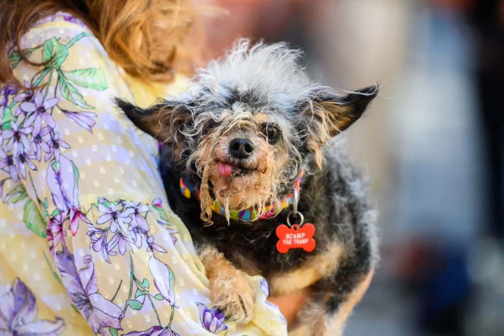 World’s Ugliest Dog