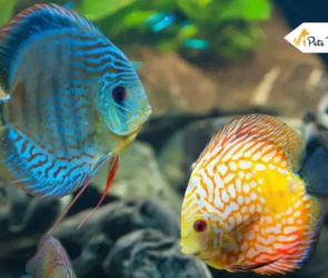 Beautiful Fish