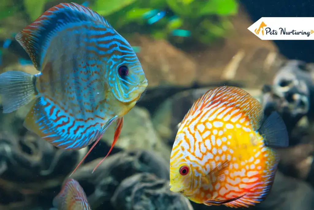 Beautiful Fish