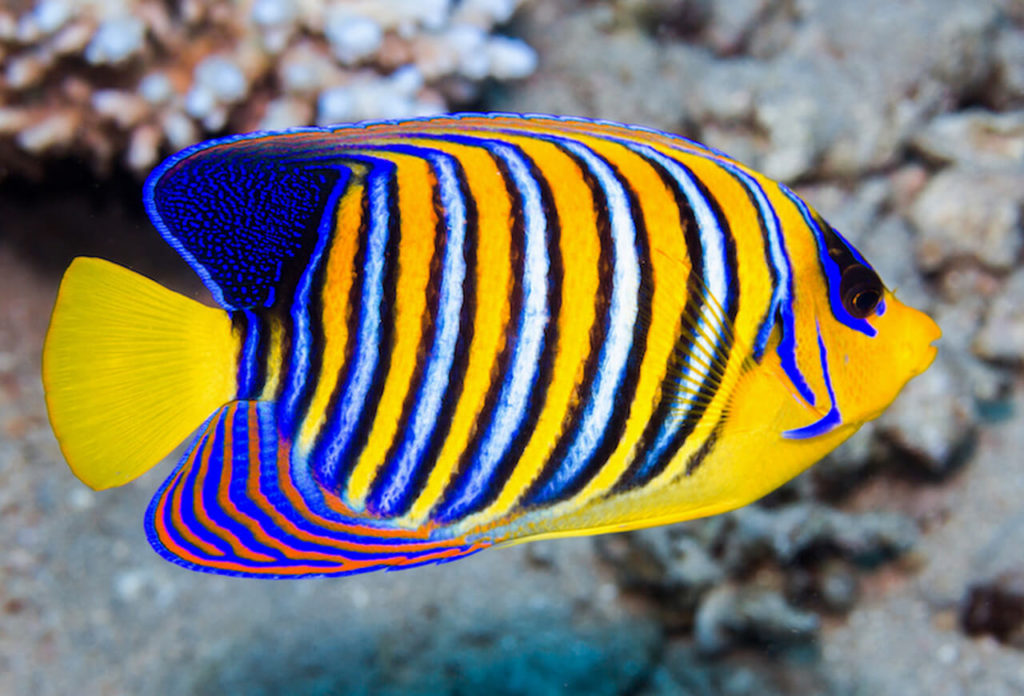 Beautiful Fish