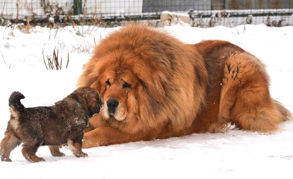 Biggest Dog In The World Top 5 Giant Dog Breeds