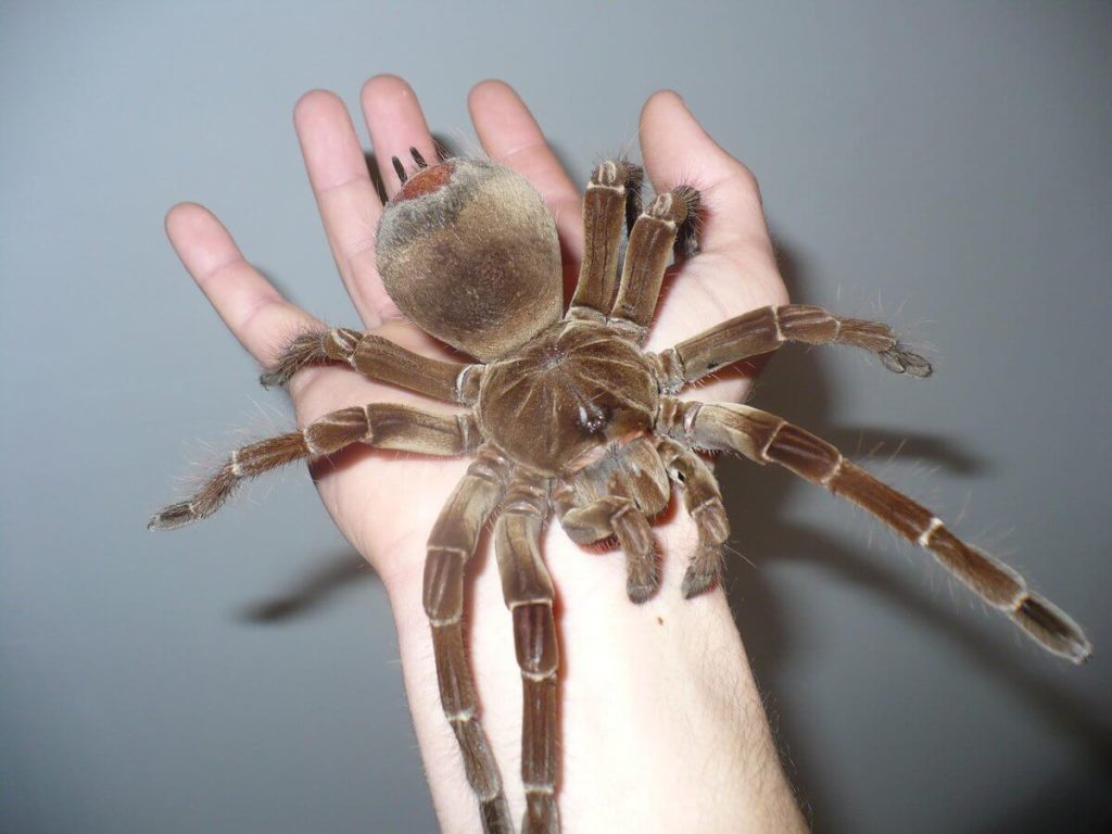 Biggest Spider in The World