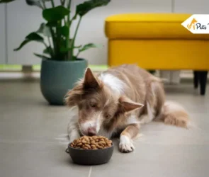Dog Food brand