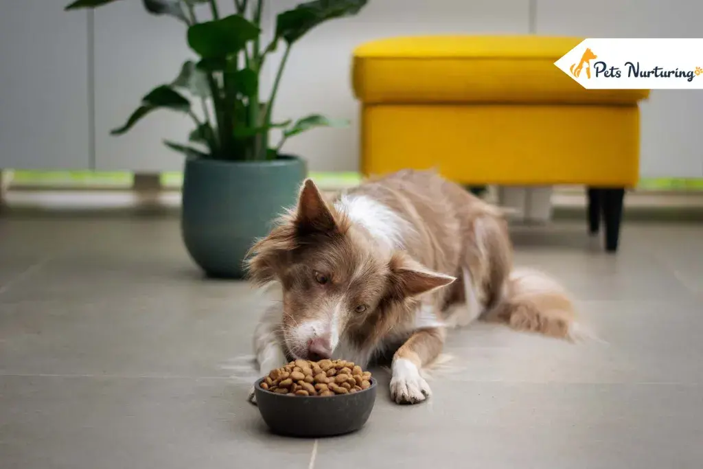 Dog Food brand