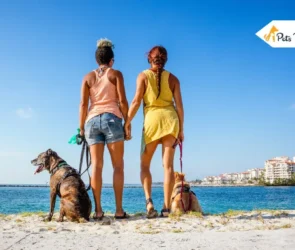 Dog Friendly Beache in Florida