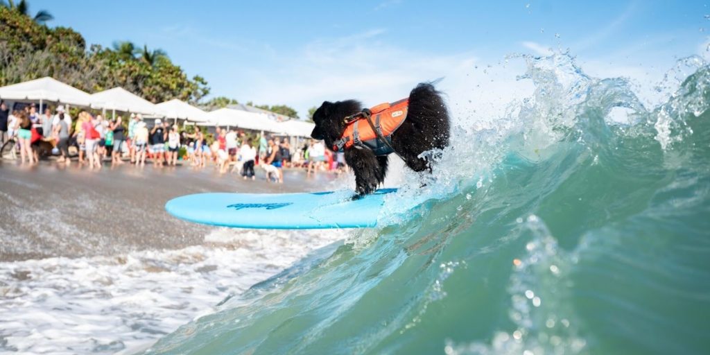 Dog Friendly Beaches in Florida