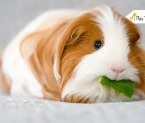 Guinea Pig Breed