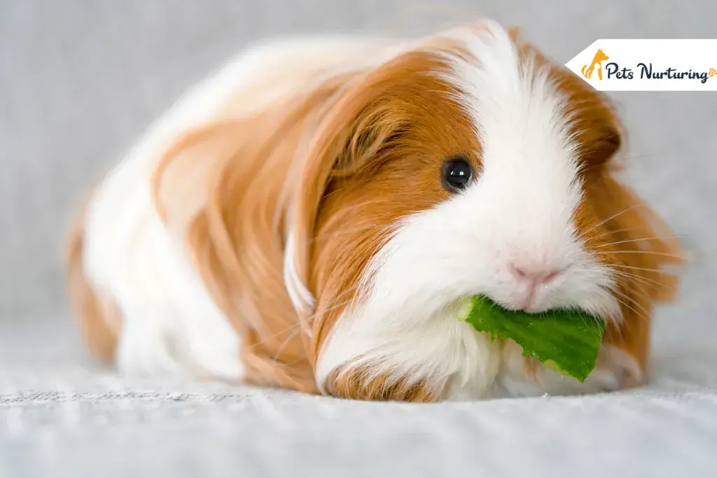 Guinea Pig Breed