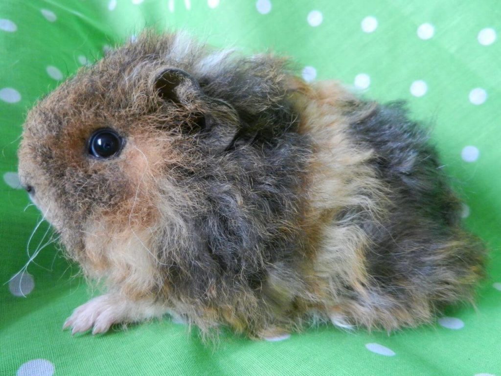 Texel Guinea Pig