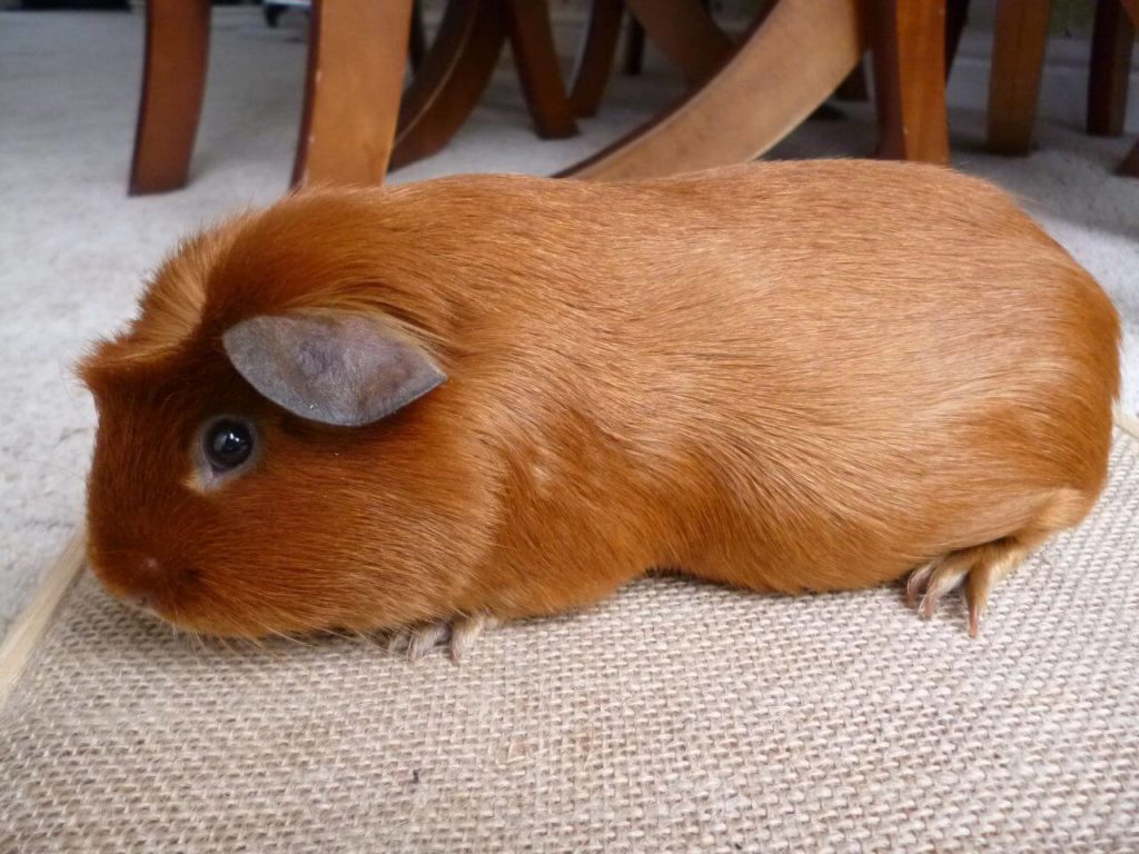 The Crested Guinea Pig