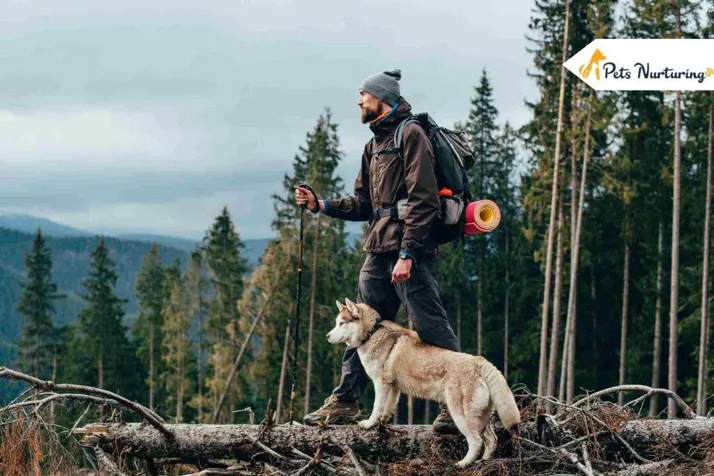 Hiking Dog Breed