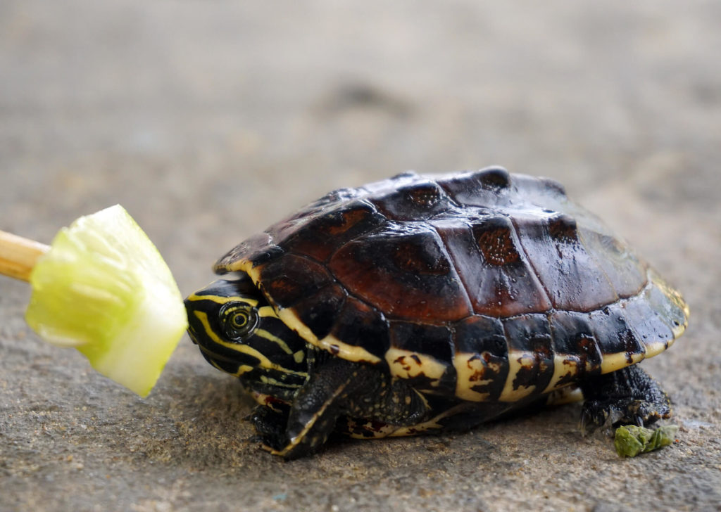 How To Take Care Of A Baby Turtle