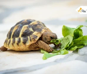 How To Take Care Of Baby Turtle