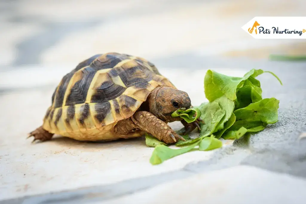 How To Take Care Of Baby Turtle