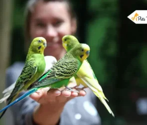How to Train a Parakeets