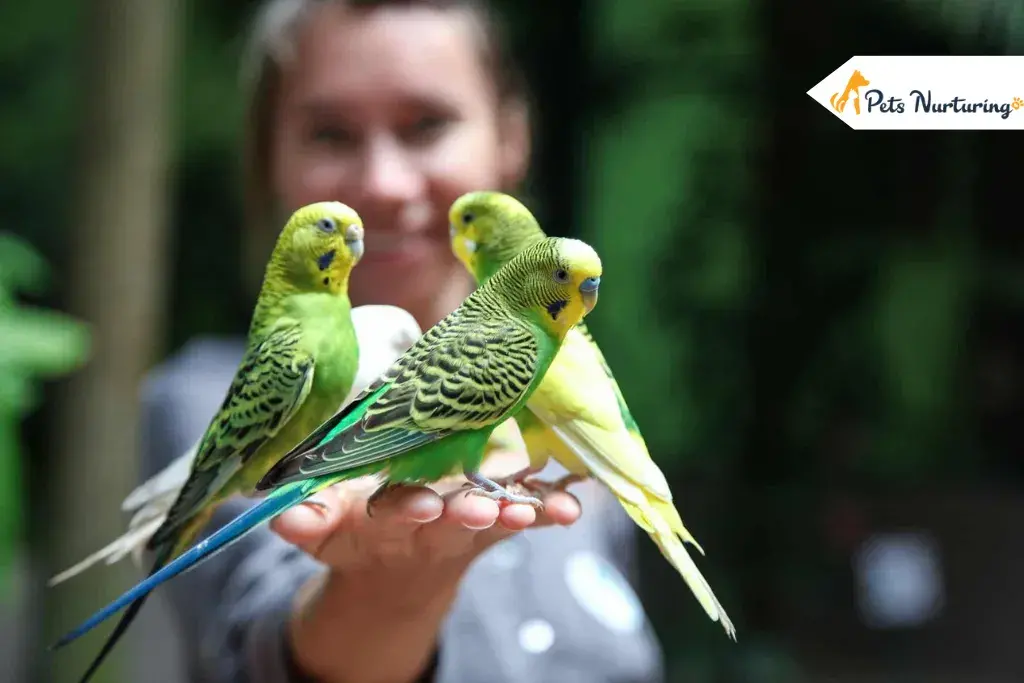 How to Train a Parakeets