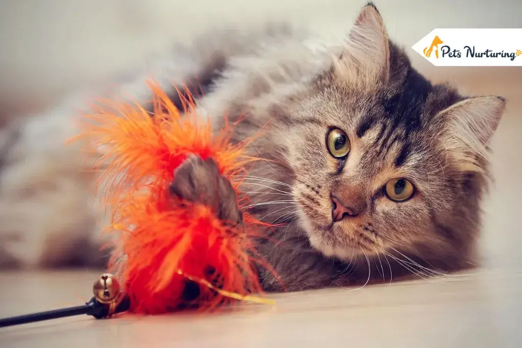 How to Understand Cats