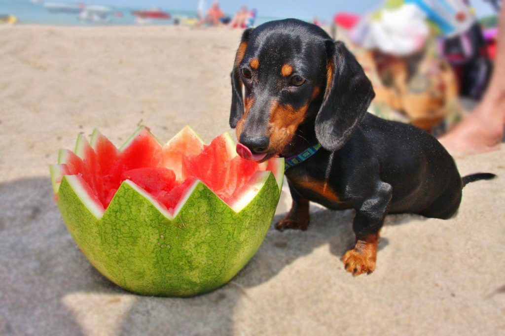 Human Food for Dogs