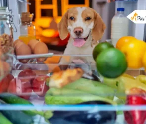 Human Foods for Dog