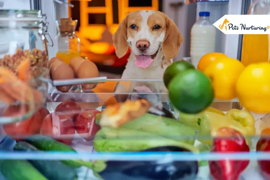 Human Foods for Dog