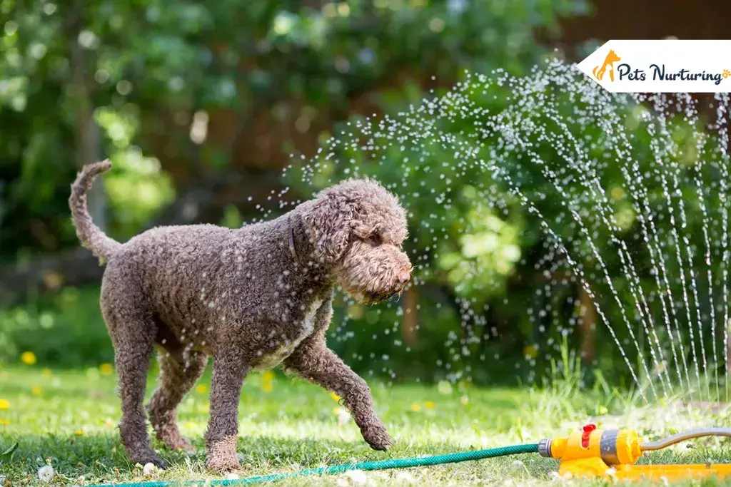 Keeping Dog Cool In Summer