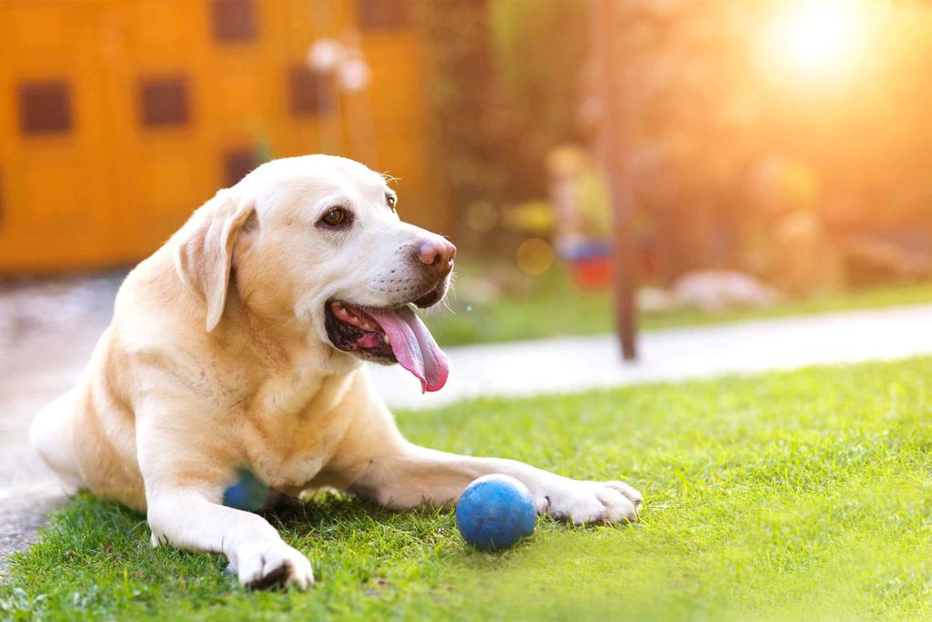 Signs of Heatstroke in Dogs