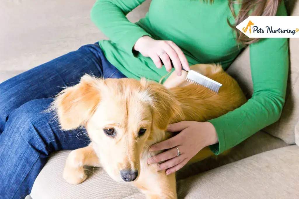Reduce Hair Fall Of your Pets