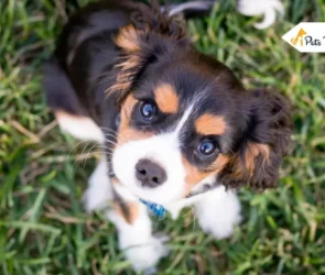 Ringworm in Dog