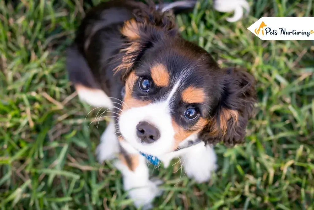 Ringworm in Dog